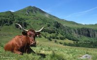 Une trs belle Aubrac, vache Rouge donc que vous aurez le plaisir de voir sur ce rallye