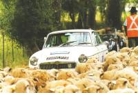 Cliquez ici pour voir l'image en plus grand format, MGB GT et moutons, Photographe inconnu